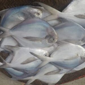 রূপচাঁদা প্রতি কেজি ৪০০ টাকা